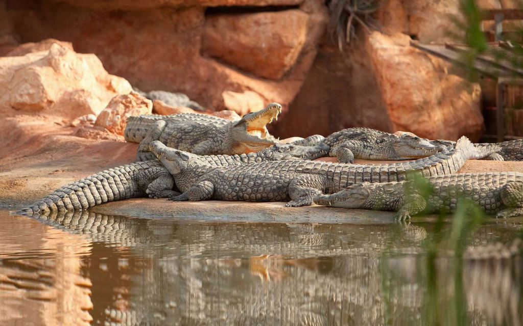 OBSERVER LES CROCODILES AU PARC DES CROCODILES D'AGADIR 