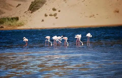 Excursion d’une journée au parc national de Souss Massa au départ d’Agadir