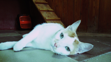 Comment et où faire garder son animal à Agadir