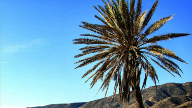 Le Guide Ultime d'Agadir 2023 : Découvrez les Trésors Cachés de cette Ville Vibrante au Maroc