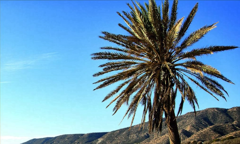 Le Guide Ultime d'Agadir 2023 : Découvrez les Trésors Cachés de cette Ville Vibrante au Maroc